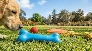 Màu sắc yêu thích của chó