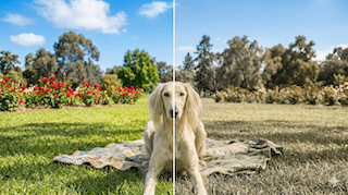 Màu sắc yêu thích của chó