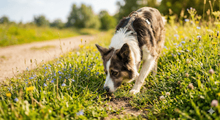 khứu giác của chó