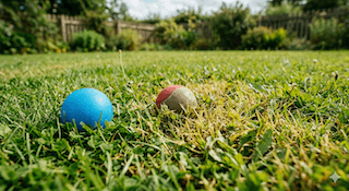 thị giác của chó