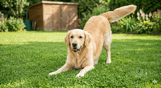 Cúi chào (Play Bow)