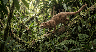 lịch sử loài chó