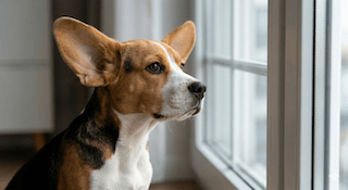 giống chó ít sủa