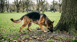 mùi hương chó yêu thích