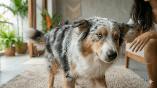 Tín hiệu xoa dịu