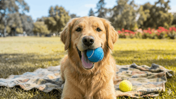 Màu sắc yêu thích của chó