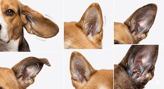 thính giác của chó