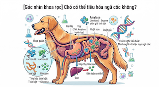 gluten-free và grain-free cho chó