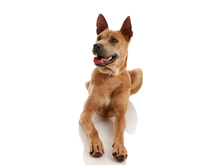 lịch sử loài chó