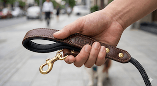 cách chọn dây dắt chó