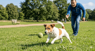 tính cách dễ huấn luyện