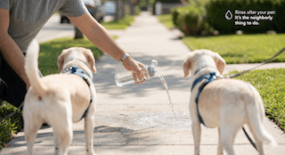 văn hóa dắt chó đi dạo