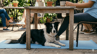 cach-day-cho-nam-co-ban