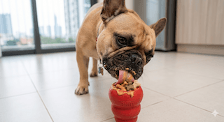 hội chứng lo âu chia ly ở chó