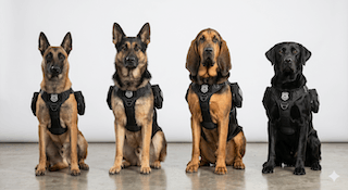 Các giống cảnh khuyển chủ chốt trên thế giới