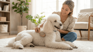 Lông vón cục ở chó