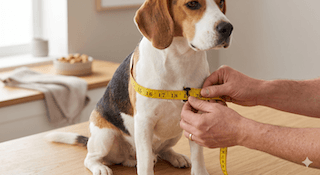 Cách đo size "chuẩn không cần chỉnh"