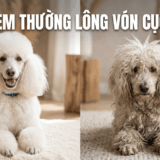 Đừng Xem Thường Lông Vón Cục ở Chó! Nguyên Nhân, Nguy Cơ và Cách Xử Lý Tận Gốc