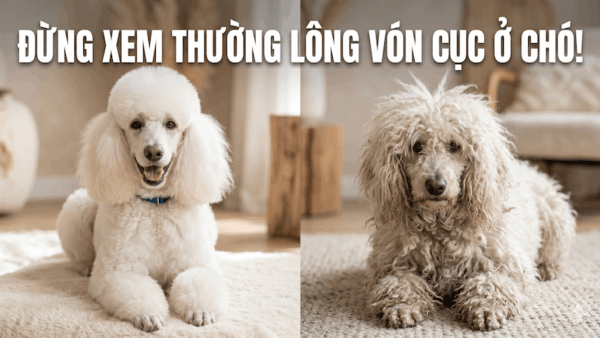 Lông vón cục ở chó
