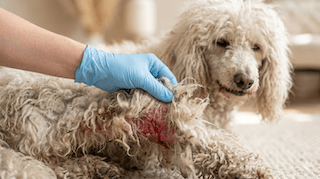 Lông vón cục ở chó