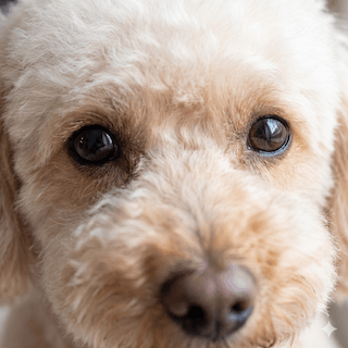chăm sóc Poodle