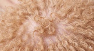bệnh da ở chó Poodle