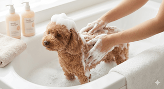 bệnh da ở chó Poodle