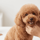Cẩm Nang Toàn Diện Về Bệnh Da Ở Chó Poodle: Từ Nguyên Nhân, Phân Loại Đến Cách Điều Trị Và Chăm Sóc Da Chuẩn Khoa Học