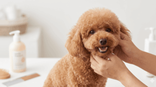 Cẩm Nang Toàn Diện Về Bệnh Da Ở Chó Poodle: Từ Nguyên Nhân, Phân Loại Đến Cách Điều Trị Và Chăm Sóc Da Chuẩn Khoa Học