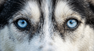 chế độ ăn của chó Siberian Husky