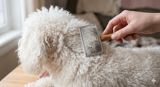 chăm sóc Poodle