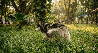 Husky tại Việt Nam