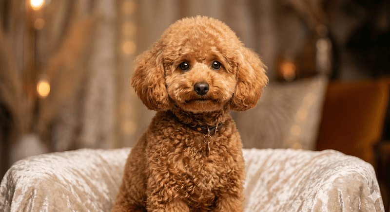 chăm sóc Poodle