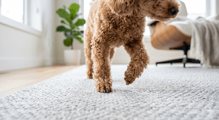 Sức khỏe cho Toy Poodle