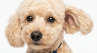 Sức khỏe cho Toy Poodle