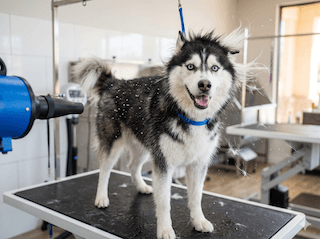 chăm sóc chó husky