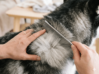 chăm sóc chó husky