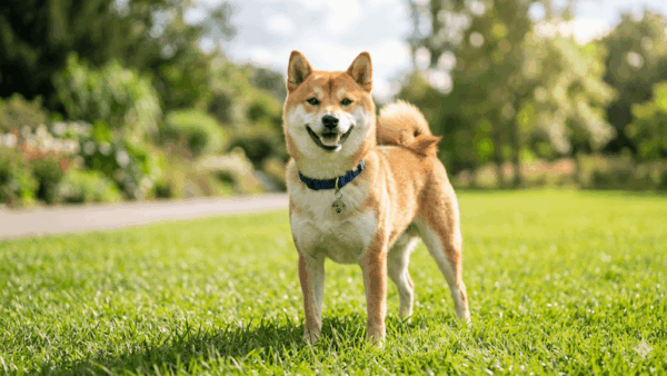 Cẩm nang giảm cân toàn diện cho chó Shiba