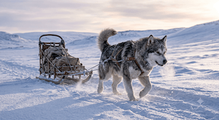 sức hút của chó Alaskan Malamute