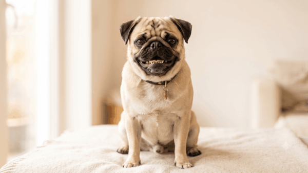 [CẨM NANG TOÀN DIỆN] Biện Pháp Xử Lý Bệnh Viêm Da Dai Dẳng Ở Chó Pug! Giải Thích Chi Tiết Từ Nguyên Nhân Đến Phương Pháp Chăm Sóc Da Mới Nhất