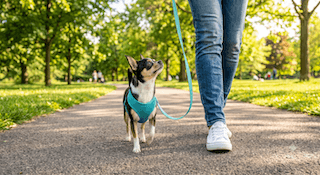 huấn luyện chó chihuahua