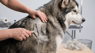 Sức Khỏe Cho Chó Alaskan Malamute