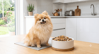 sức khỏe cho chó Pomeranian