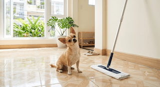 chăm sóc lông cho chó chihuahua