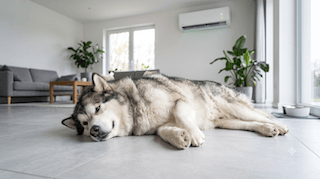 Sức Khỏe Cho Chó Alaskan Malamute
