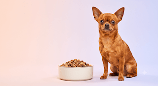 chăm sóc lông cho chó chihuahua
