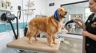 chăm sóc toàn diện cho chó Golden Retriever