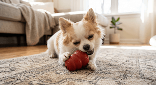 huấn luyện chó chihuahua