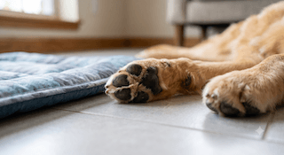 chăm sóc toàn diện cho chó Golden Retriever