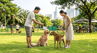 chó lại hướng mông về phía bạn